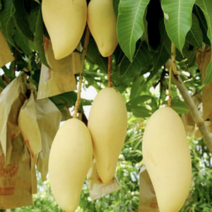 Nam Doc Golden Mango